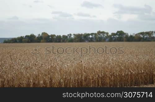 View of agricultural cornfield with blue cloudy sky in the countryside