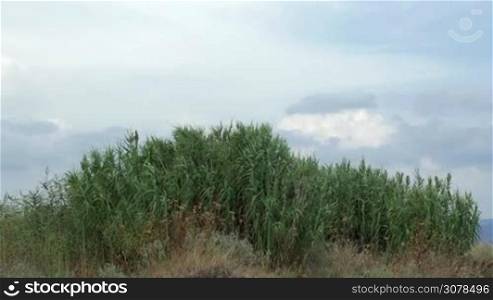 View of agricultural field on hill with tall grass in windy weather at summer against blue sky with clouds