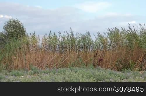View of agricultural field with tall grass in windy weather at summer against blue sky with clouds