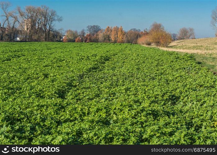 View of an Agra field in winter. Cultivated with winter vegetables.