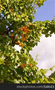 View of an apricot tree with ripe fruit . View of an apricot tree with ripe fruit in Alto Adige on South Tyrol in Italy