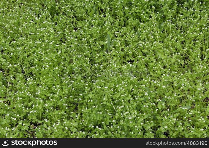 View of beauty chick weed (Stellaria media L.) blooming meadow in the park