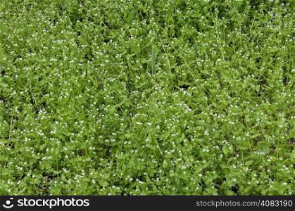 View of beauty chick weed (Stellaria media L.) blooming meadow in the park