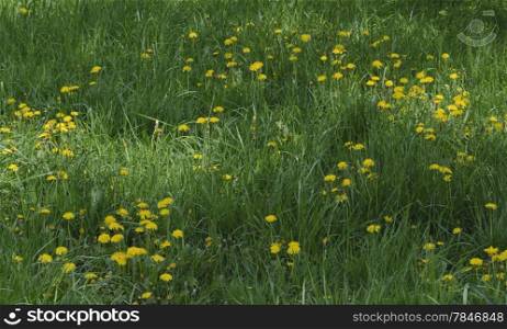View of beauty dandelion (Tarataxum officinale) blooming meadow in the park