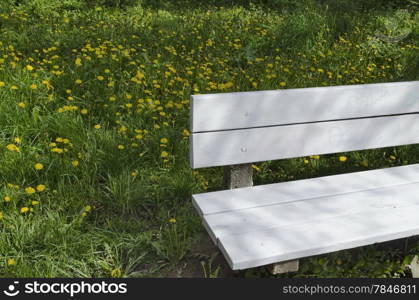 View of beauty dandelion (Tarataxum officinale) blooming meadow with wooden bench in the park