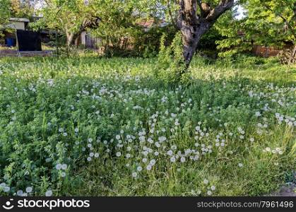 View of beauty dandelion (Tarataxum officinale) meadow in the garden of rural home, Bulgaria