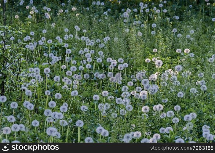 View of beauty dandelion (Tarataxum officinale) meadow in the park