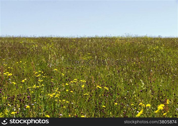 View of beauty flower field in Plana mountain