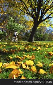 View of biking trail in the fall, golden fallen leaves in the foreground