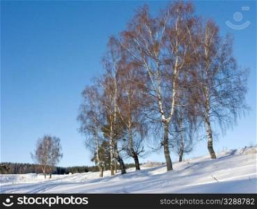 View of birches in ravine on sunny winter day on sky background