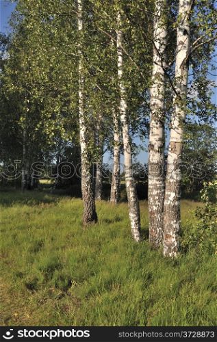View of birches in summer forest in the evening