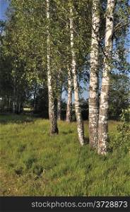 View of birches in summer forest in the evening