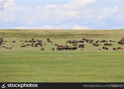 View of Bison in Badlands national park in South Dakota