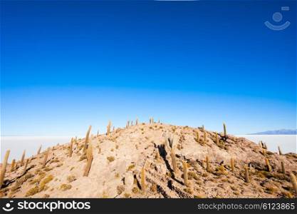 View of cactus covering Isla del Pescado (Fish Island) with the Uyuni Salt Flat in Bolivia