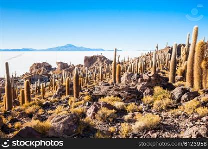 View of cactus covering Isla del Pescado (Fish Island) with the Uyuni Salt Flat in Bolivia