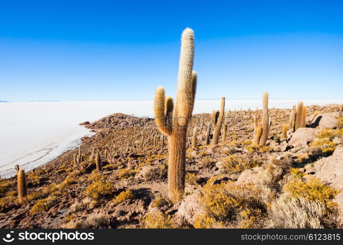 View of cactus covering Island Incahuasi with the Uyuni Salt Flats in Bolivia