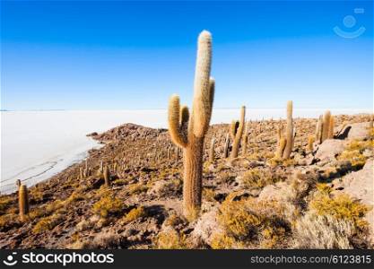 View of cactus covering Island Incahuasi with the Uyuni Salt Flats in Bolivia