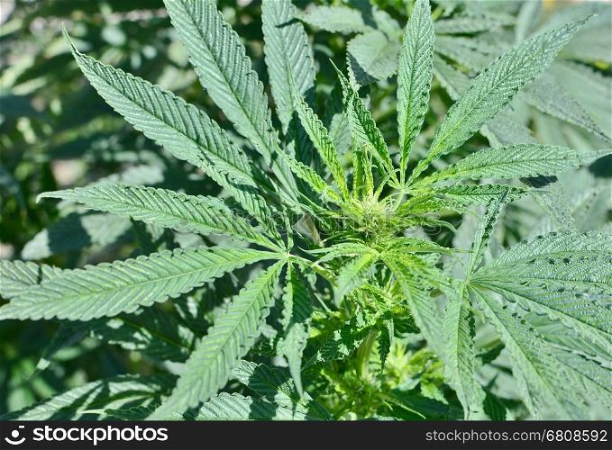 View of Cannabis plant leaves. Closeup top view on Marijuana plant.