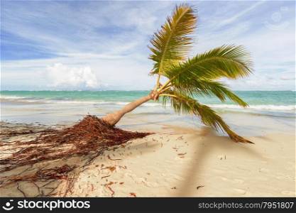 View of Caribbean beach with palm trees.. View of Caribbean Beach.