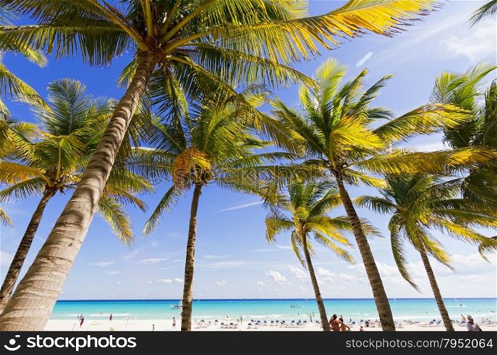View of Caribbean beach with palm trees.. View of Caribbean Beach.