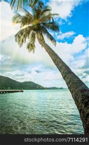 View of coconut trees and the sea on Koh Chang
