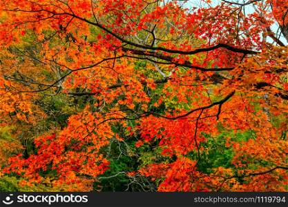 View of colorful foliage of autumn season in the forest at Nikko City, Tochigi Prefecture, Japan.