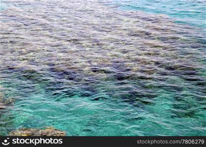 View of coral reef in crystal clear shivering water of the Red sea in Israel