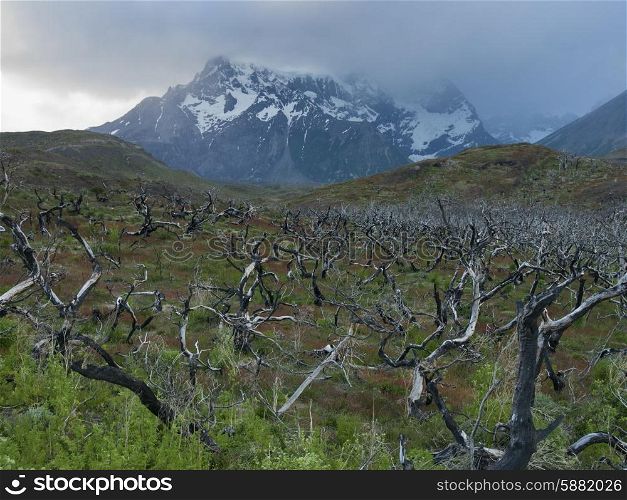 View of dead trees with mountains in the background, Torres del Paine National Park, Patagonia, Chile