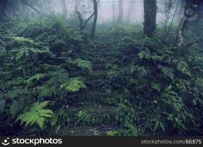 view of deep tropical forest, vintage filter image