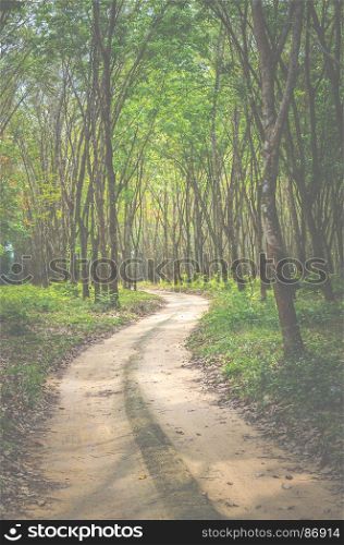 view of deep tropical forest, vintage filter image