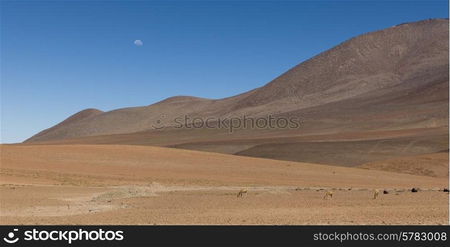 View of desert landscape, Salar de Atacama, San Pedro de Atacama, El Loa Province, Antofagasta Region, Chile