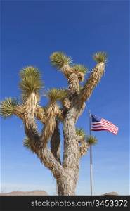 View of dry landscape and Joshua Trees with American Flag in the Mojave Desert.