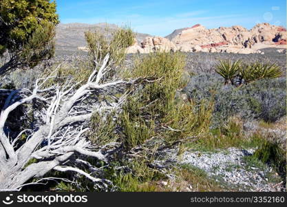 View of dry landscape and red rock formations of the Mojave Desert.