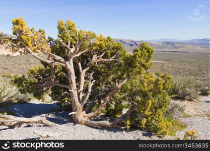 View of dry landscape and red rock formations of the Mojave Desert..