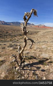 View of dry landscape and red rock formations of the Mojave Desert..