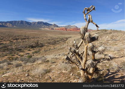 View of dry landscape and red rock formations of the Mojave Desert..