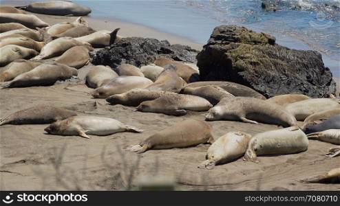 View of enormous colony of Elephant seals near San Simeon California