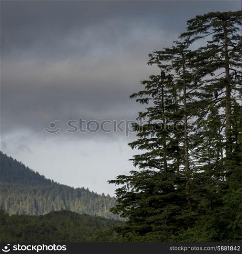 View of Evergreen trees with mountains, Skeena-Queen Charlotte Regional District, Haida Gwaii, Graham Island, British Columbia, Canada