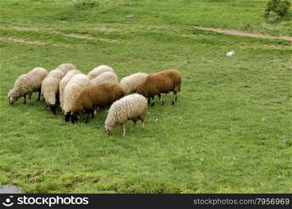 View of field, acacia forest and group sheep, Ludogorie, Bulgaria