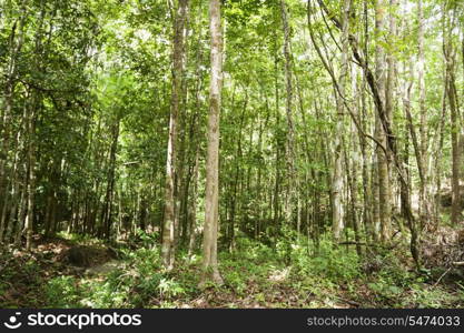 View of forest in Koh Pha Ngan; Thailand