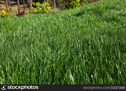 View of fresh garden grass