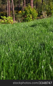 View of fresh garden grass