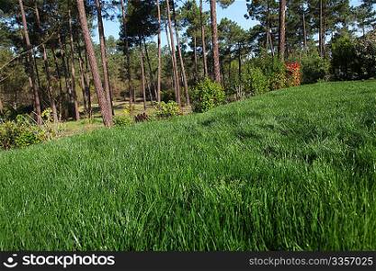View of fresh garden grass