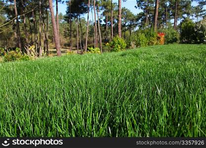 View of fresh garden grass