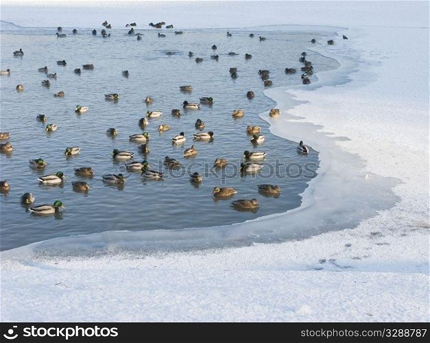 View of frozen pond with swimming ducks