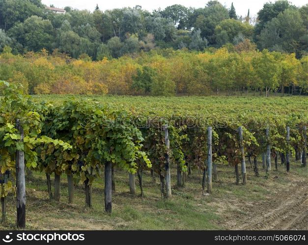 View of grape vines in vineyard, Chianti, Tuscany, Italy