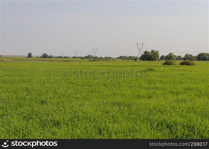 View of green farm field, sunny summer day