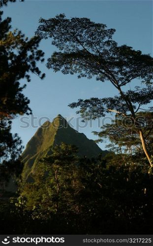View of hills seen from between trees, Moorea, Tahiti, French Polynesia, South Pacific