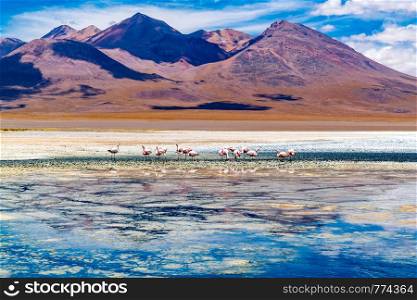 View of James s Flamingos at the Canapa Lake in Andean Plateau, Bolivia