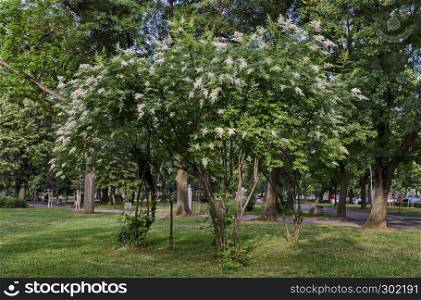 View of Japanese tree lilac or Syringa reticulata full of flowers in the springtime, Popular Zaimov park, district Oborishte, Sofia, Bulgaria